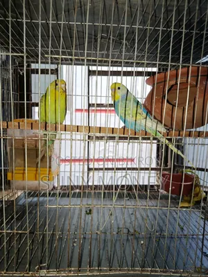 ১ জোড়া এডাল্ট বাজরিগার