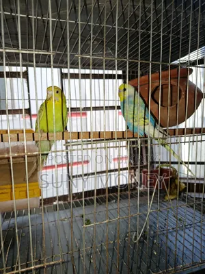 ১ জোড়া এডাল্ট বাজরিগার