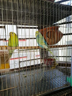 ১ জোড়া এডাল্ট বাজরিগার