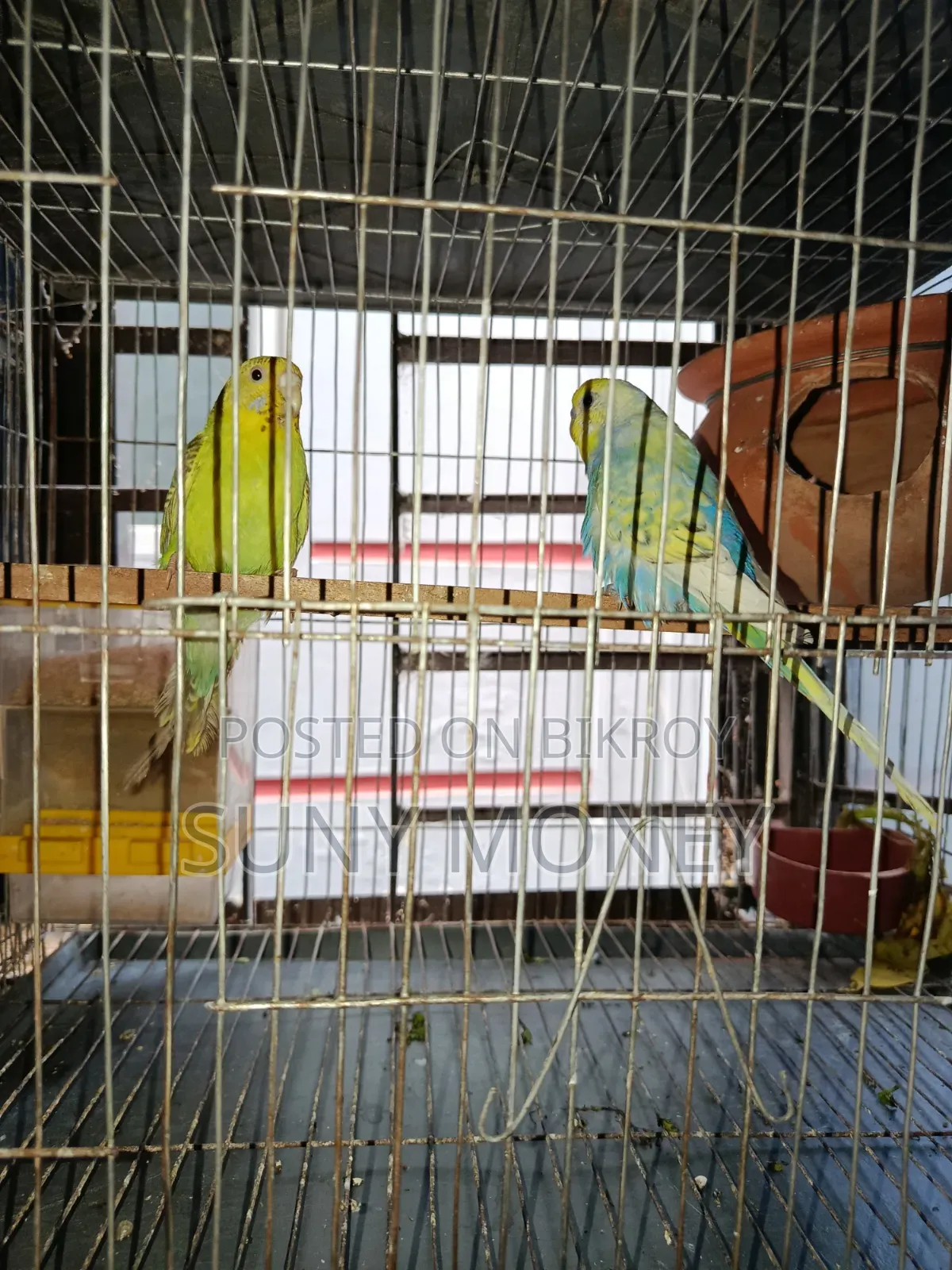 ১ জোড়া এডাল্ট বাজরিগার