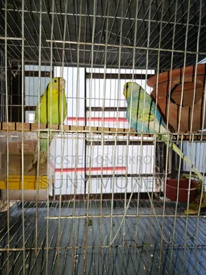 ১ জোড়া এডাল্ট বাজরিগার