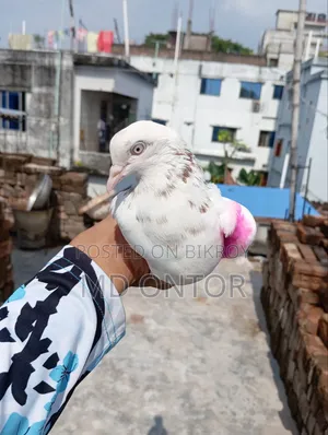 লাল পিলং মাদি