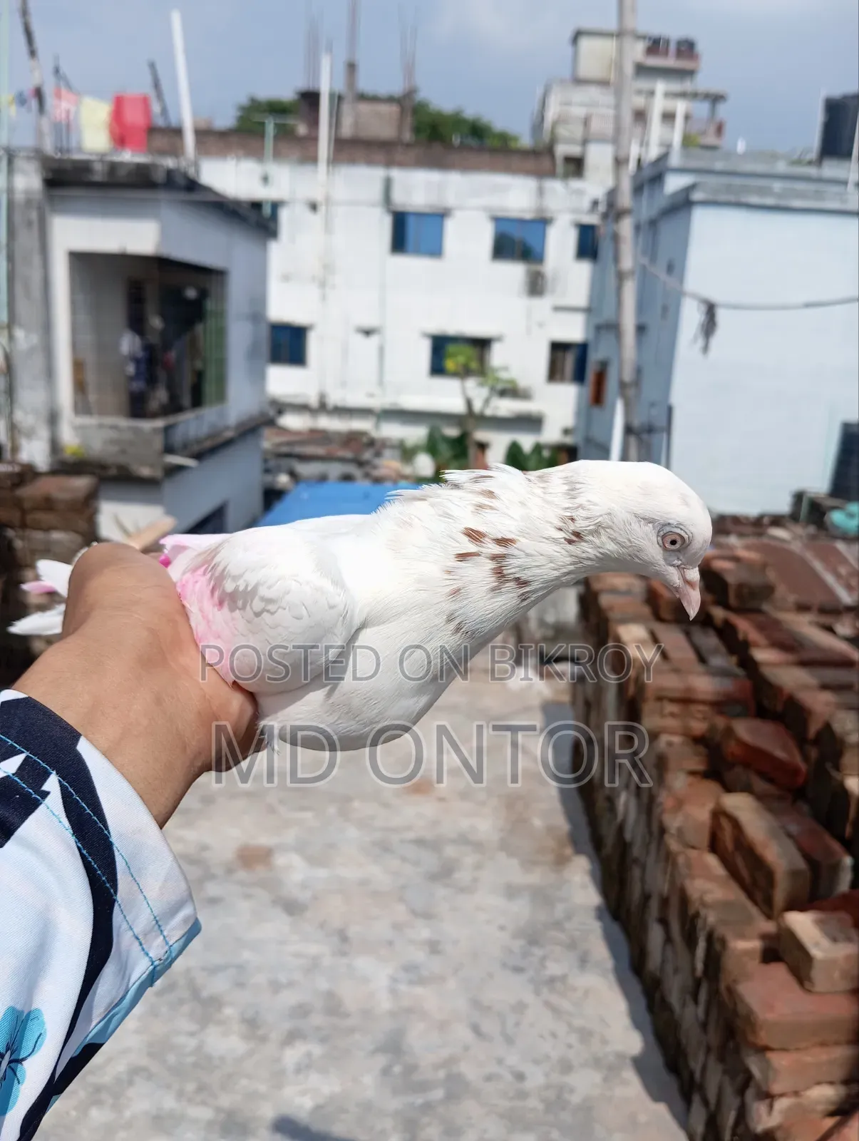 লাল পিলং মাদি