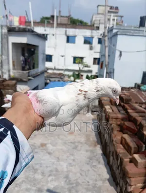 লাল পিলং মাদি