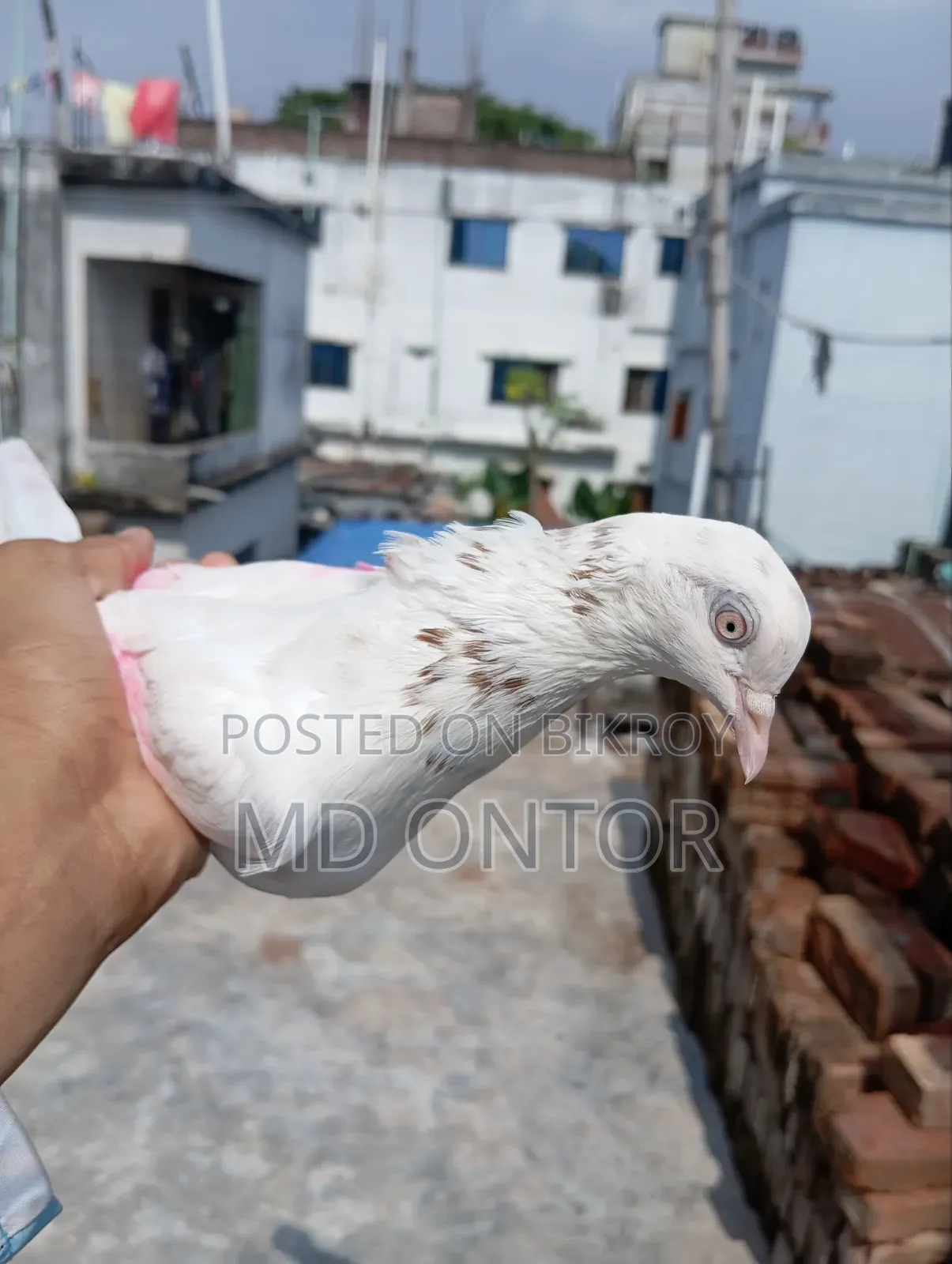 লাল পিলং মাদি