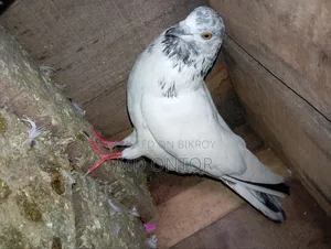 নর কবুতর সেল