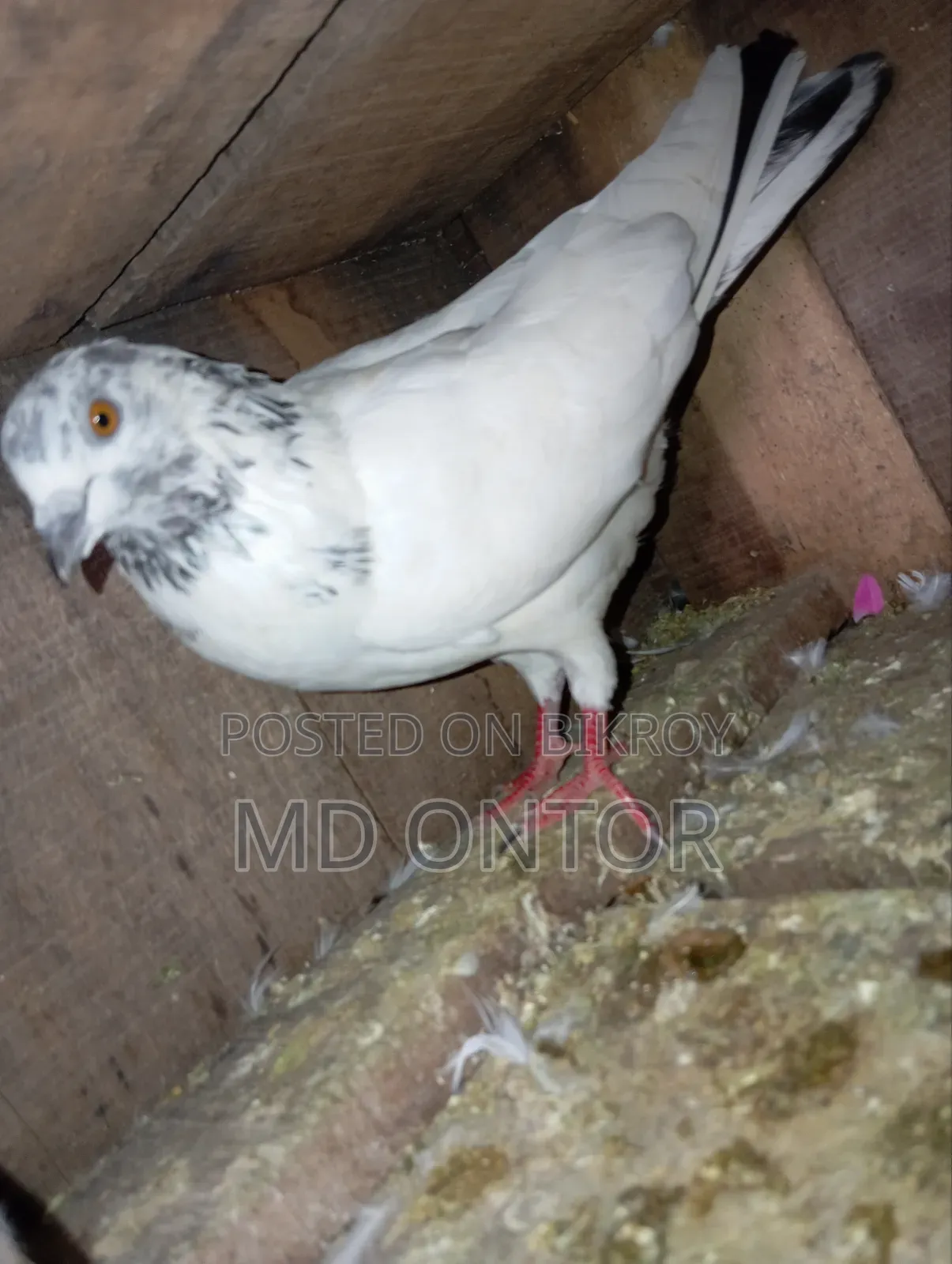 নর কবুতর সেল
