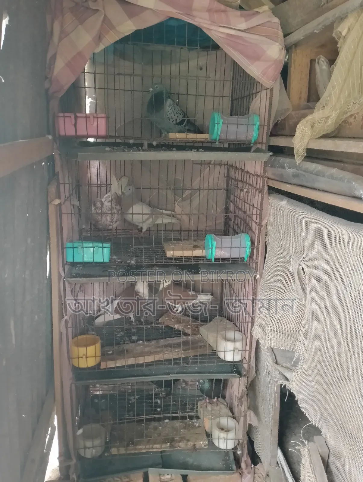 খাচাসহ কবুতর বিক্রি