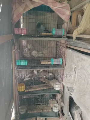 খাচাসহ কবুতর বিক্রি