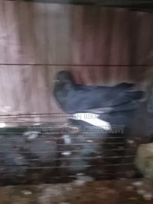 খাচাসহ কবুতর বিক্রি
