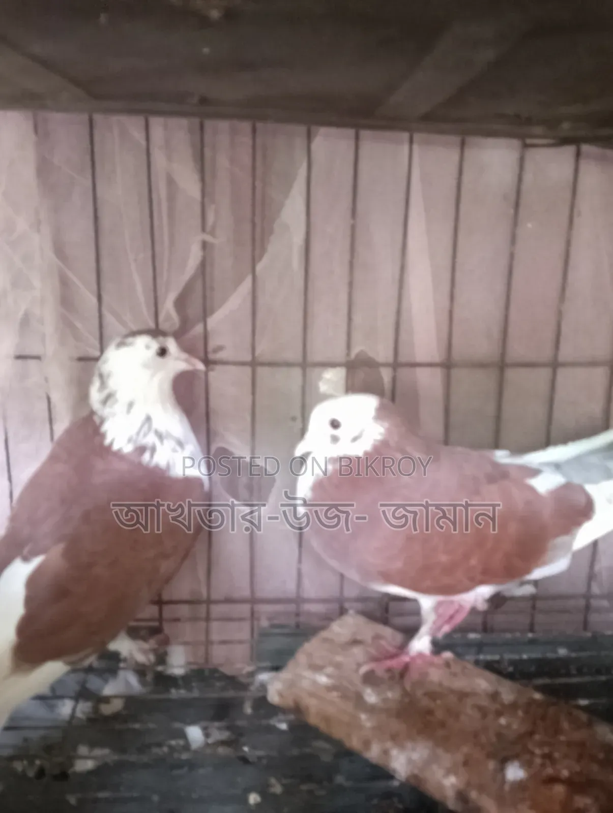 খাচাসহ কবুতর বিক্রি