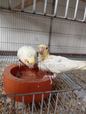 ককাটেল পাখি সেল্ফ ফিড বাচ্চা