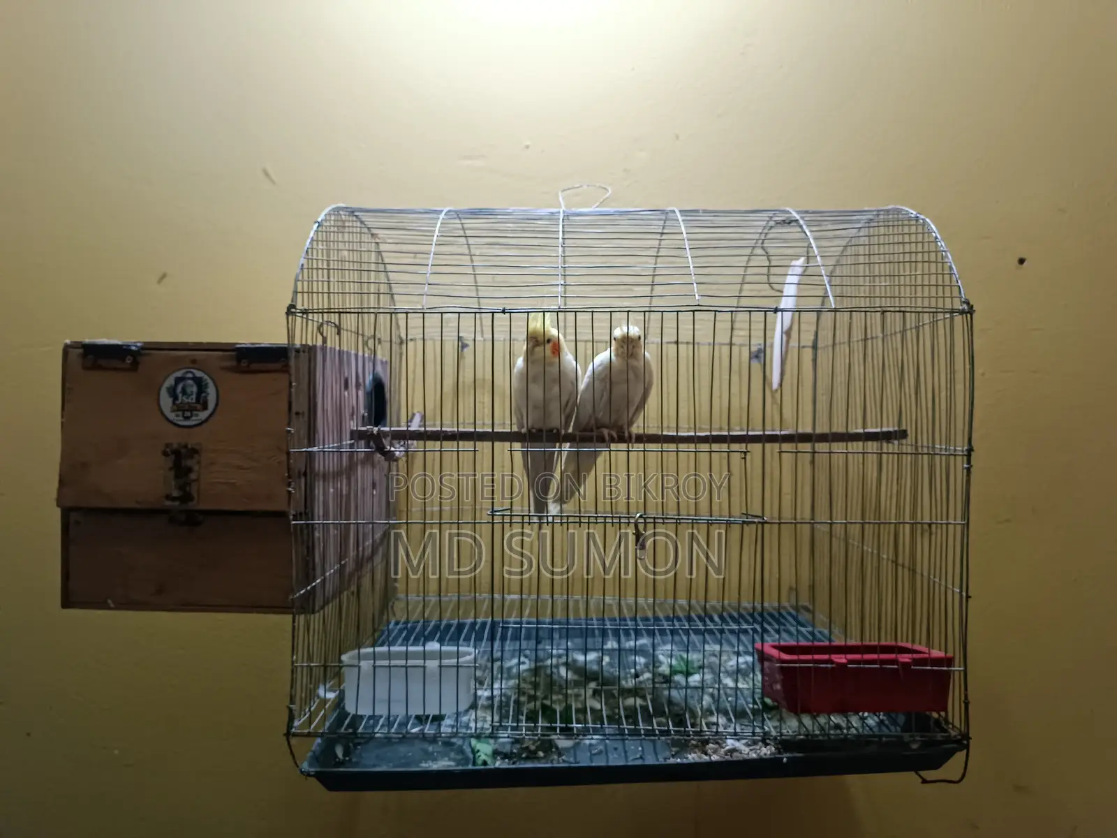সুস্থ সবল ককাটেল কাকাতুয়া পাখি বিক্রি করা হবে