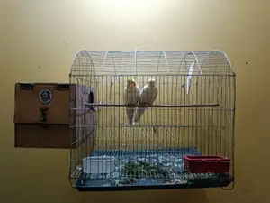 সুস্থ সবল ককাটেল কাকাতুয়া পাখি বিক্রি করা হবে