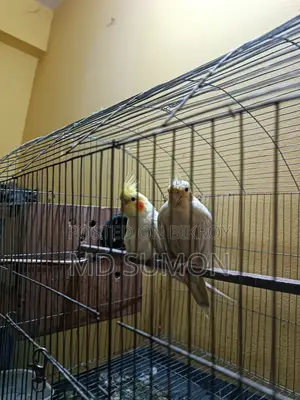 সুস্থ সবল ককাটেল কাকাতুয়া পাখি বিক্রি করা হবে