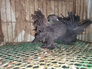 ব্ল্যাক লক্কা কবুতর