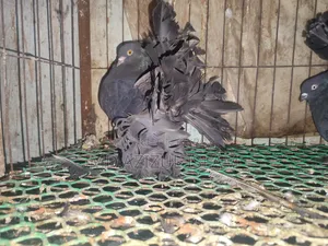 ব্ল্যাক লক্কা কবুতর