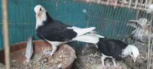 গররা কবুতর
