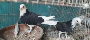 গররা কবুতর