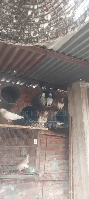কবুতর বিক্রি করা হবে