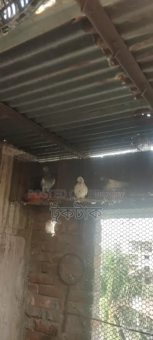 কবুতর বিক্রি করা হবে
