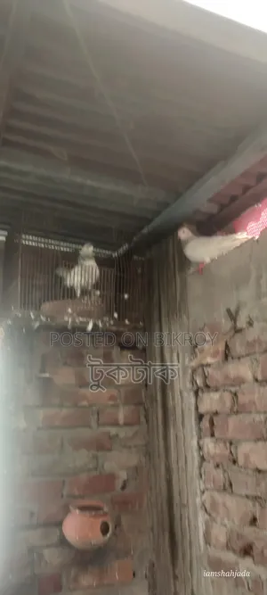 কবুতর বিক্রি করা হবে