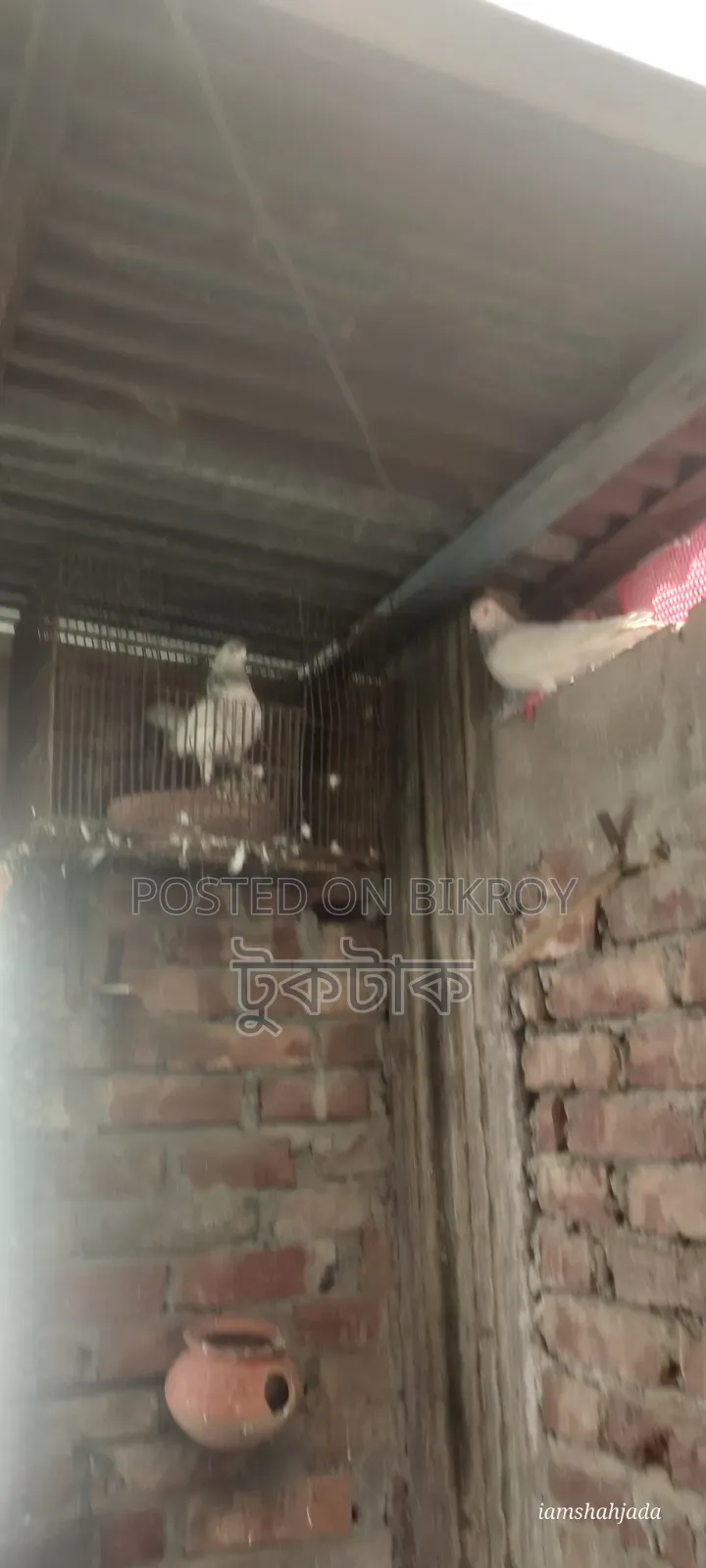 কবুতর বিক্রি করা হবে