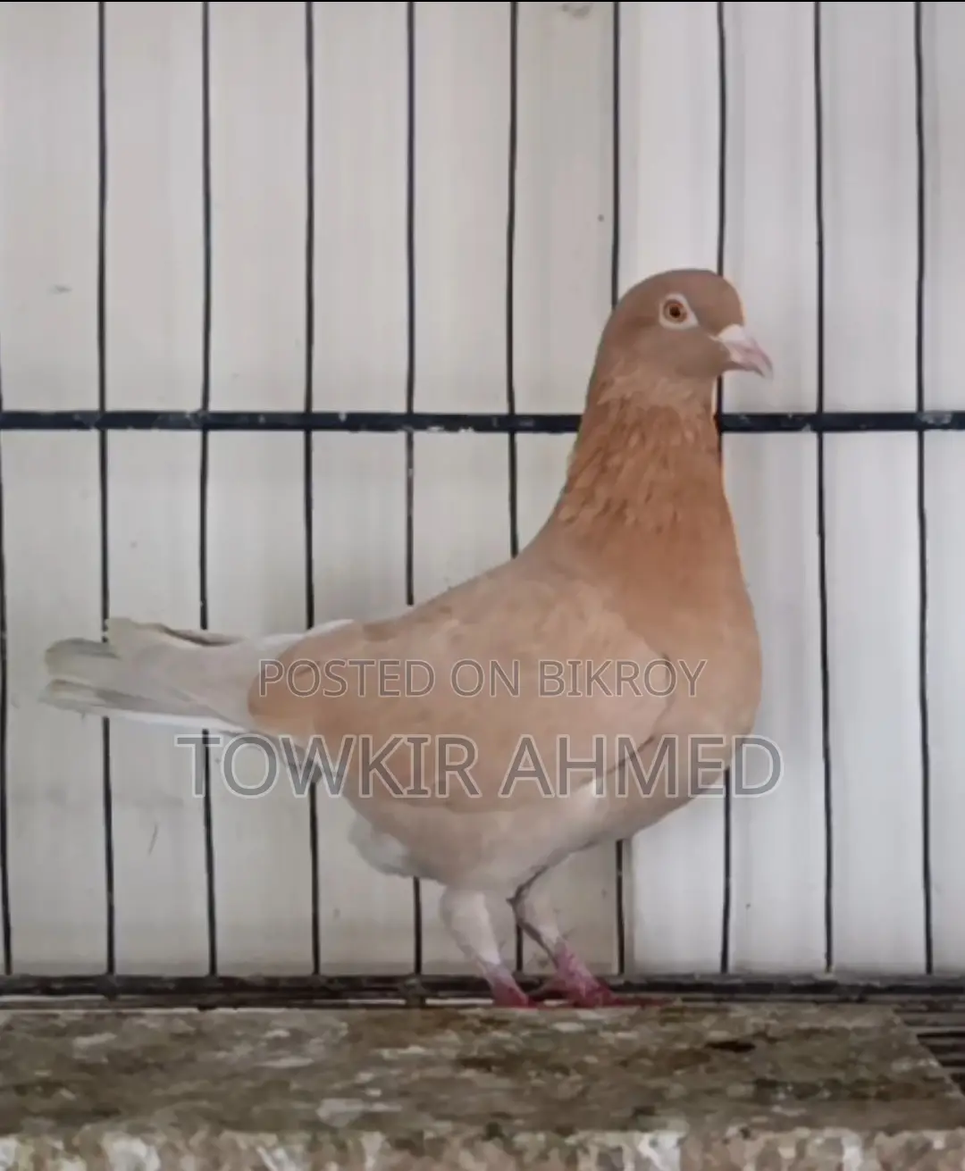 বানজা মাদি