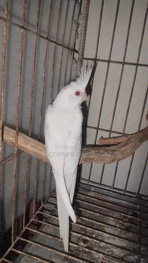 এলবিনো রেড আই
