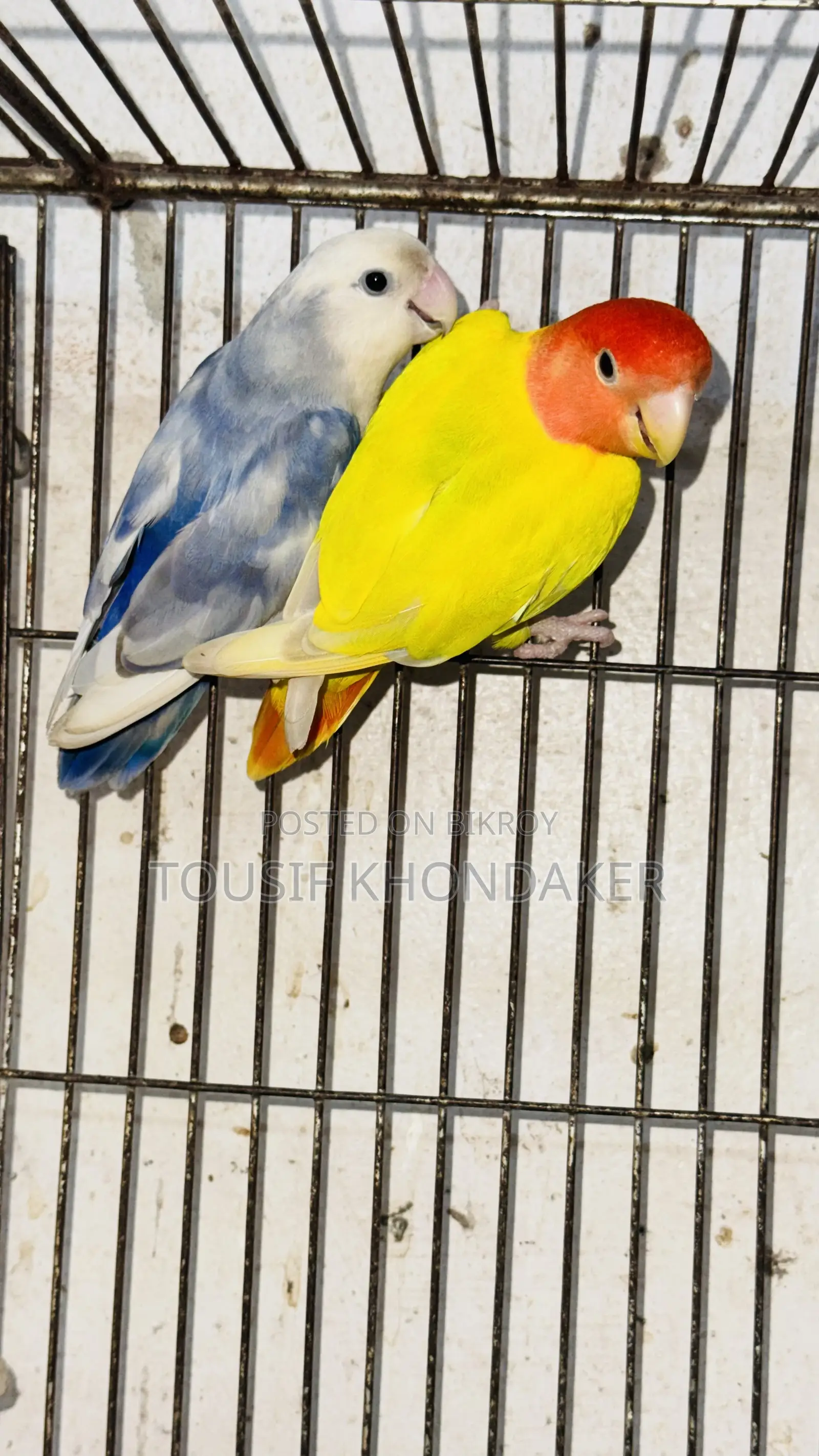 রানিং পেয়ার