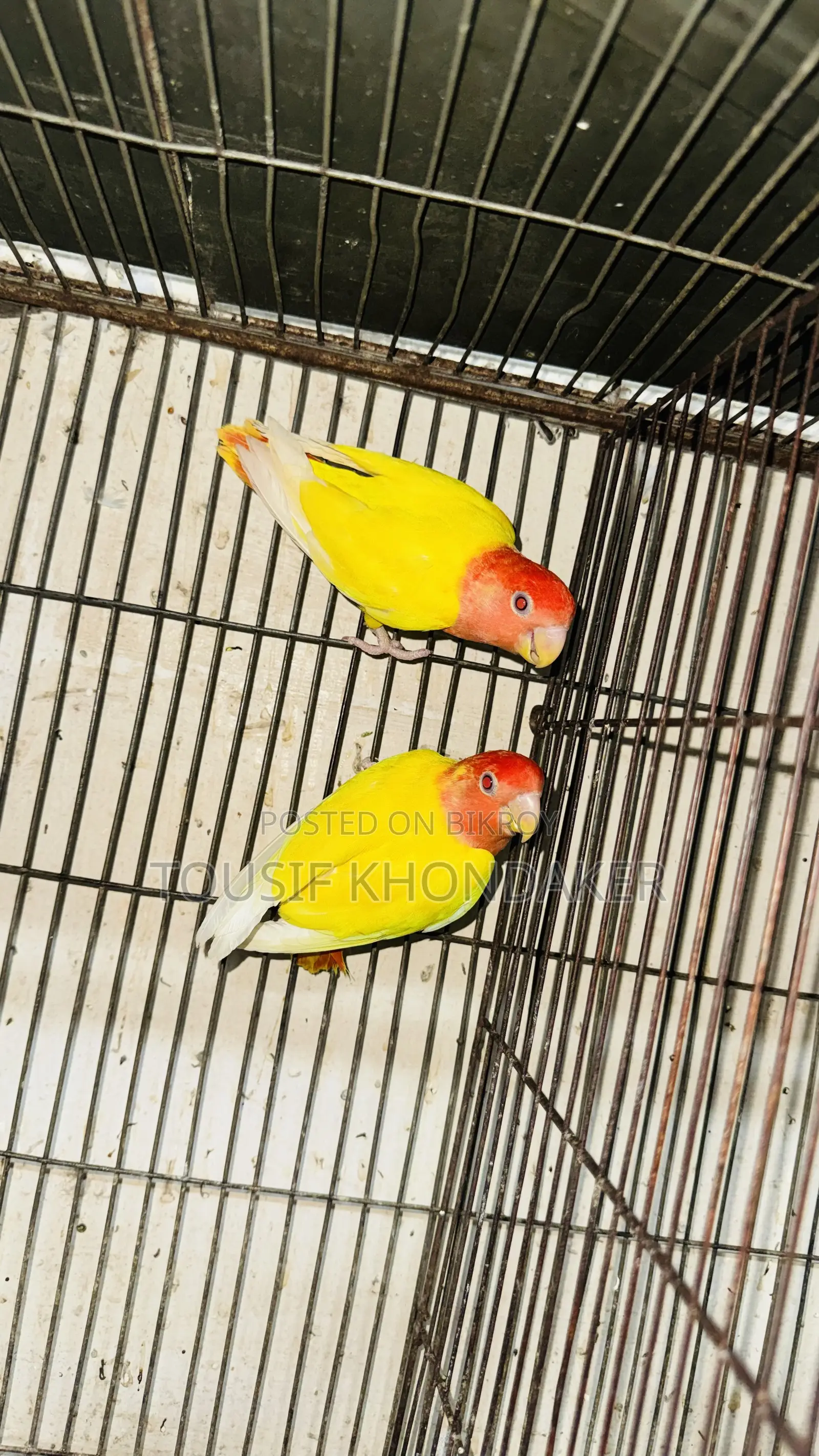 Running Pair