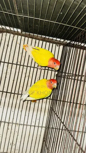 Running Pair