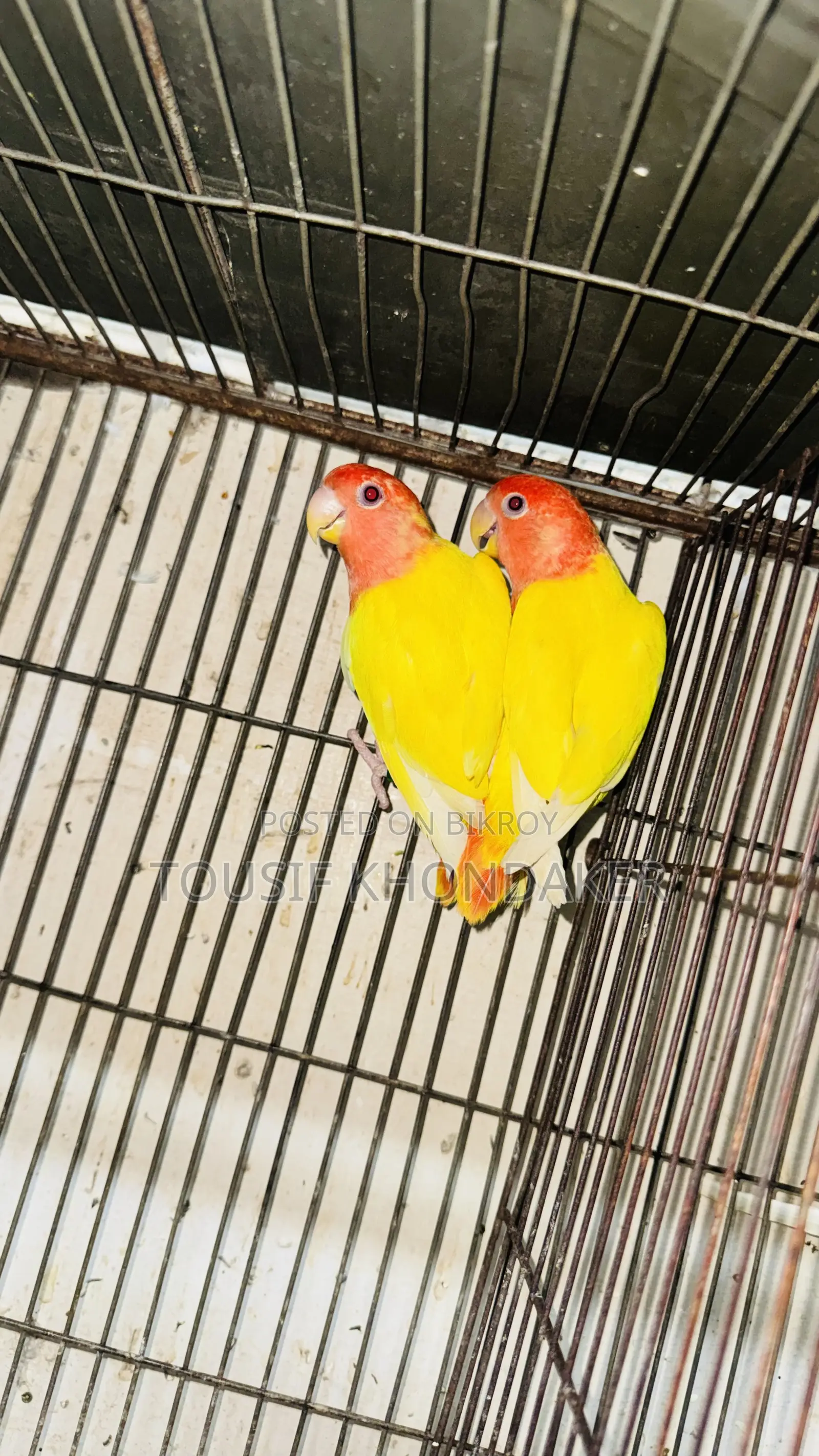 Running Pair