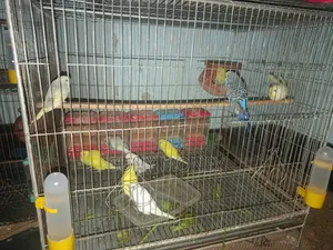 ৯ পিস বেবি বাজরিগার
