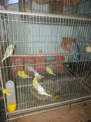 ৯ পিস বেবি বাজরিগার