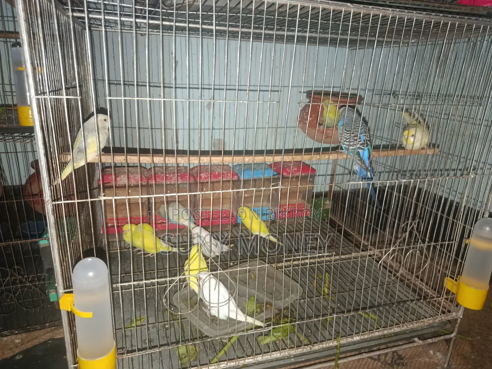 ৯ পিস বেবি বাজরিগার