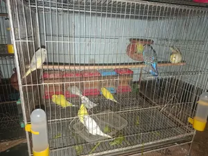 ৯ পিস বেবি বাজরিগার