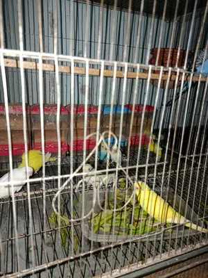 ৯ পিস বেবি বাজরিগার
