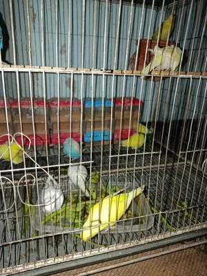 ৯ পিস বেবি বাজরিগার