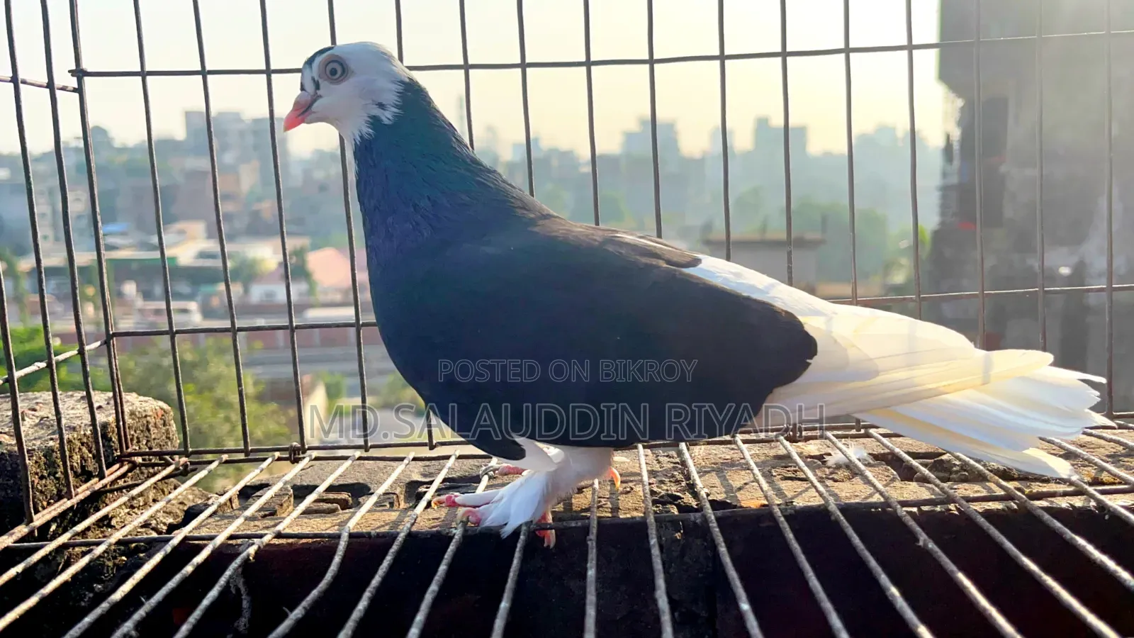 পোষা প্রাণী