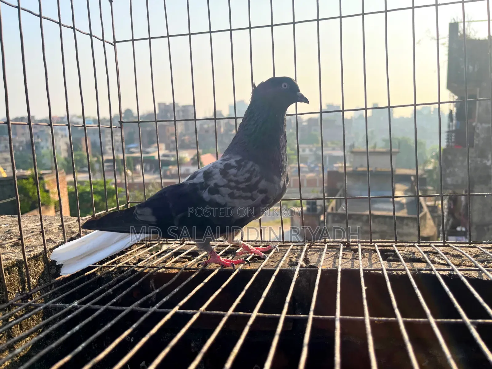 পোষা প্রাণী