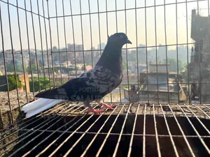 পোষা প্রাণী