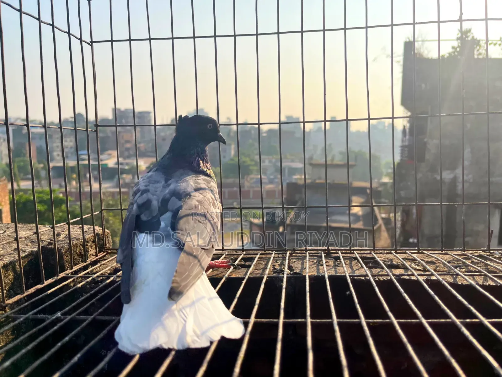 পোষা প্রাণী