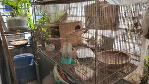 Cocktail birds with full setup and a pair of chicks will be sold