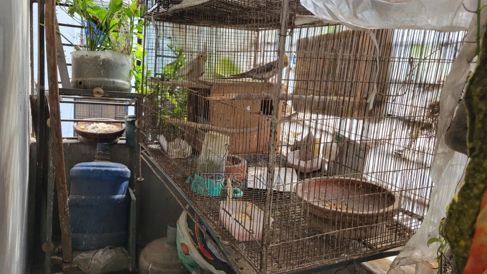 Cocktail birds with full setup and a pair of chicks will be sold