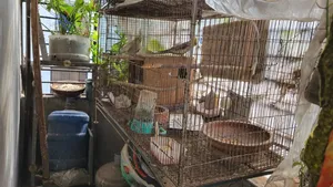 Cocktail birds with full setup and a pair of chicks will be sold