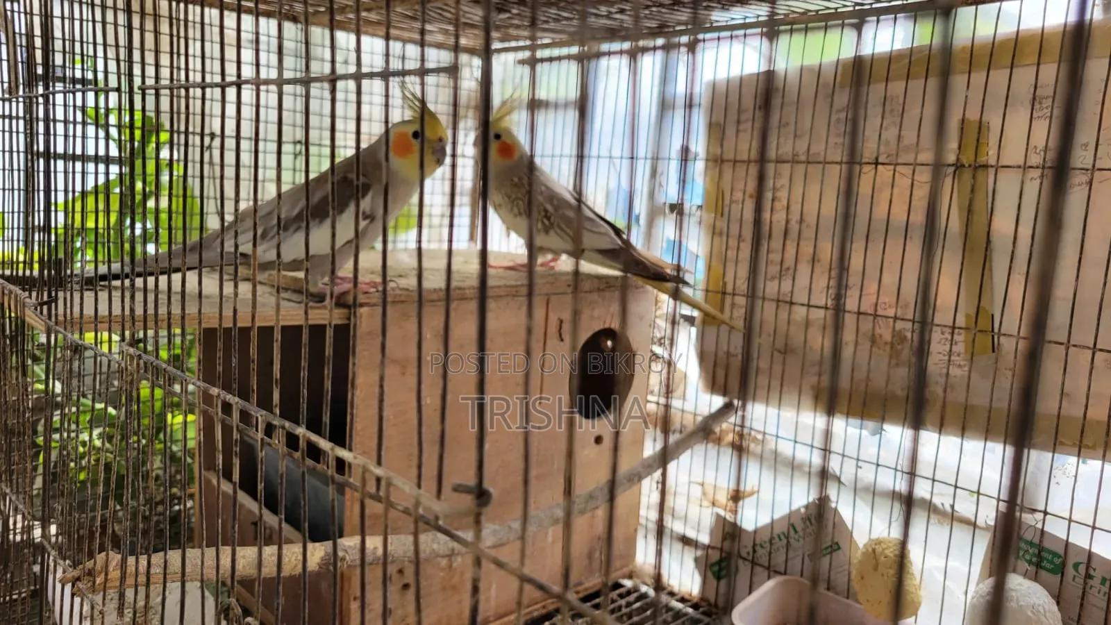 Cocktail birds with full setup and a pair of chicks will be sold