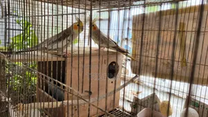 Cocktail birds with full setup and a pair of chicks will be sold