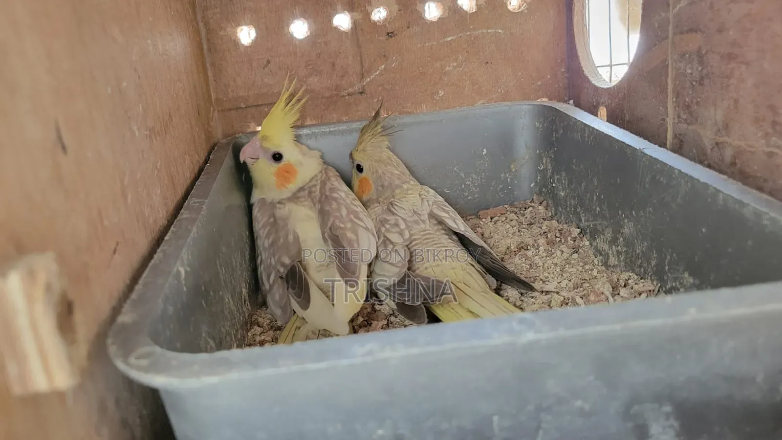 Cocktail birds with full setup and a pair of chicks will be sold