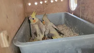 Cocktail birds with full setup and a pair of chicks will be sold